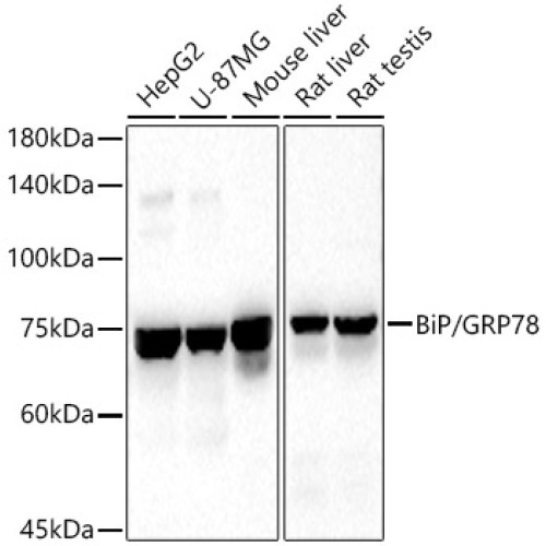 BiP/GRP78 Rabbit pAb