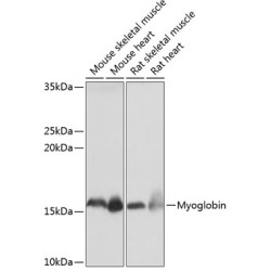Myoglobin Rabbit mAb