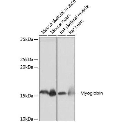 Myoglobin Rabbit mAb