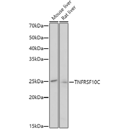 TNFRSF10C Rabbit pAb