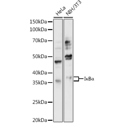 IκBα Rabbit pAb