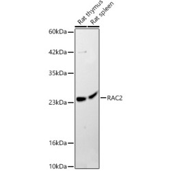 RAC2 Rabbit pAb