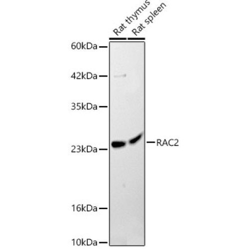 RAC2 Rabbit pAb