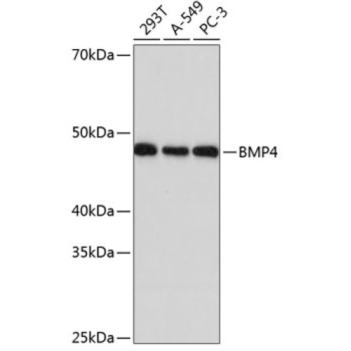 BMP4 Rabbit mAb