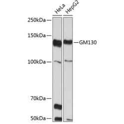 GM130 Rabbit mAb