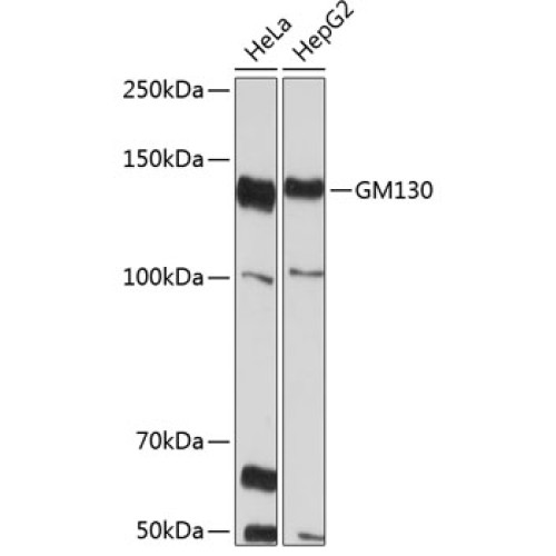 GM130 Rabbit mAb