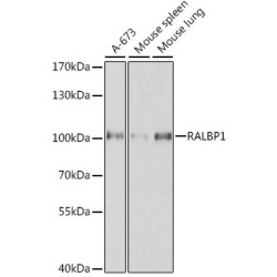 [KO Validated] RALBP1 Rabbit pAb