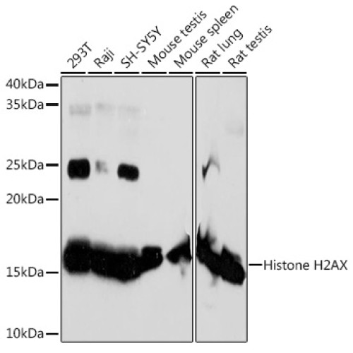 Histone H2AX Rabbit mAb