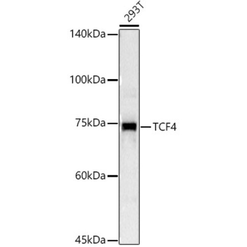 TCF4 Rabbit pAb