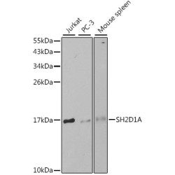 SH2D1A Rabbit pAb