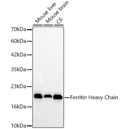 Ferritin Heavy Chain Rabbit pAb