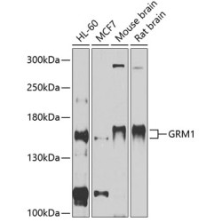 GRM1 Rabbit pAb