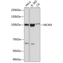 MCM3 Rabbit mAb
