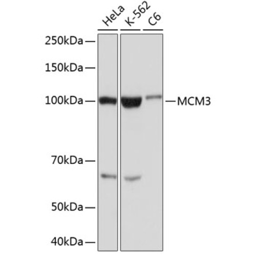 MCM3 Rabbit mAb