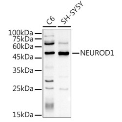 NEUROD1 Rabbit pAb