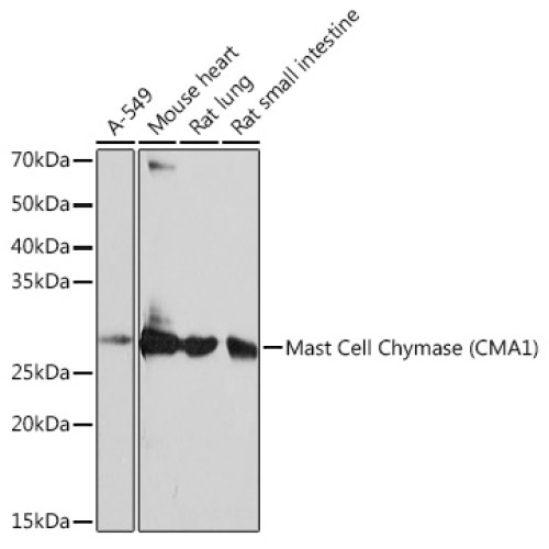 Mast Cell Chymase (CMA1) Rabbit mAb