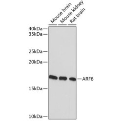 ARF6 Rabbit mAb