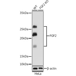 FGF2 Rabbit mAb