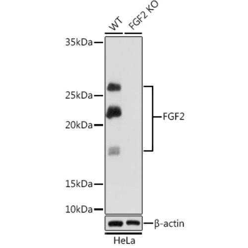FGF2 Rabbit mAb