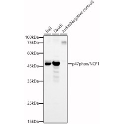 p47phox/NCF1 Rabbit pAb