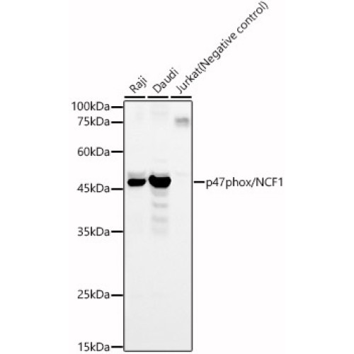 p47phox/NCF1 Rabbit pAb