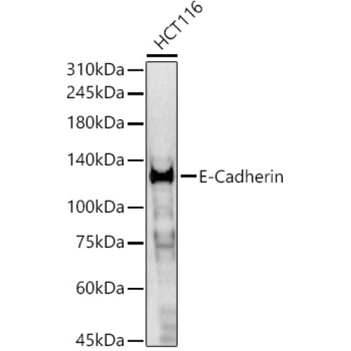 E-Cadherin Rabbit pAb