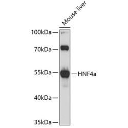 HNF4a Rabbit pAb