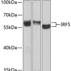 IRF5 Rabbit pAb