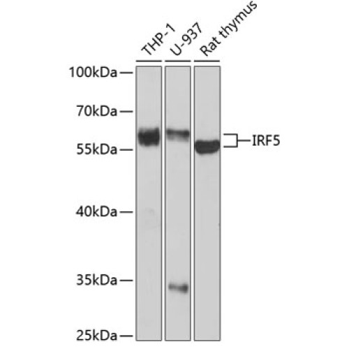 IRF5 Rabbit pAb
