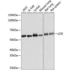 LOX Rabbit mAb