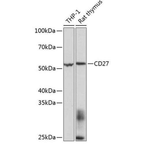 CD27 Rabbit mAb