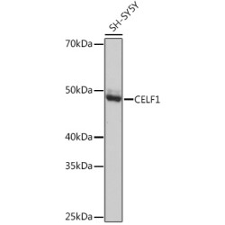 CELF1 Rabbit mAb