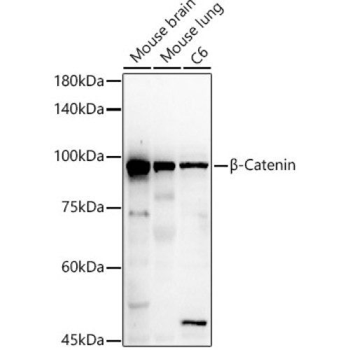 β-Catenin Rabbit pAb