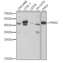PHD2/EGLN1 Rabbit pAb