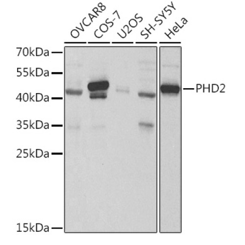 PHD2/EGLN1 Rabbit pAb