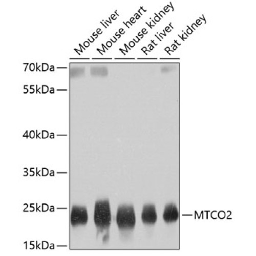 MTCO2 Rabbit pAb