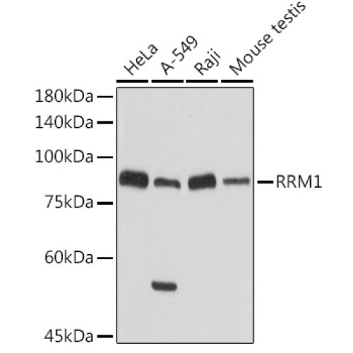 RRM1 Rabbit pAb