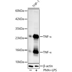 TNF-α Rabbit pAb