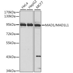 MAD1/MAD1L1 Rabbit pAb