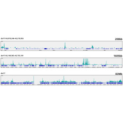 E2F6 Rabbit mAb