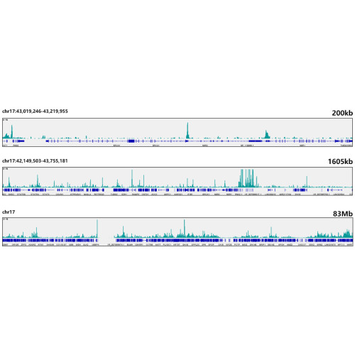 E2F6 Rabbit mAb