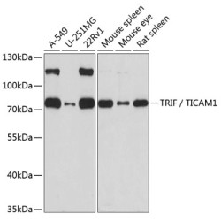 TRIF / TICAM1 Rabbit pAb