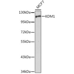 KDM1 Rabbit pAb