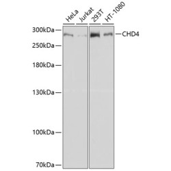 CHD4 Rabbit pAb