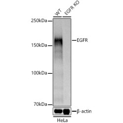[KD Validated] EGFR Rabbit pAb