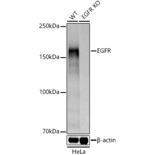 [KD Validated] EGFR Rabbit pAb