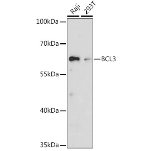 BCL3 Rabbit pAb