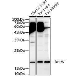 Bcl-W Rabbit pAb
