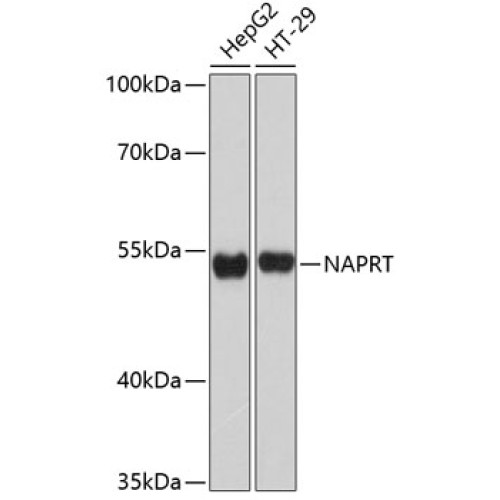 NAPRT Rabbit pAb