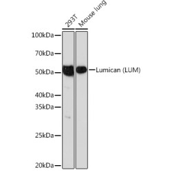 Lumican (LUM) Rabbit mAb
